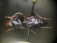 Pterostichus caudicalis thumbnail 2