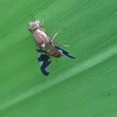 Walnut Husk Maggot Fly thumbnail 4