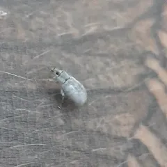 Asian Oak Weevil thumbnail 3