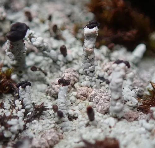 charred matchstick lichen
