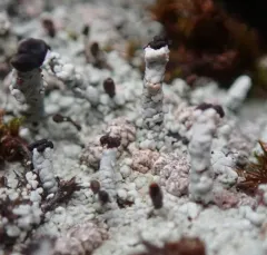 charred matchstick lichen thumbnail 1