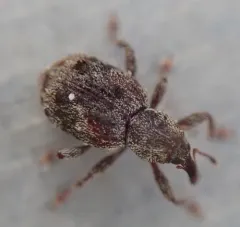 Sthereus quadrituberculatus thumbnail 1