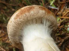 woolly webcap thumbnail 2