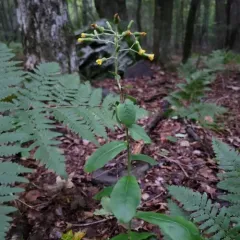 rough hawkweed thumbnail 4