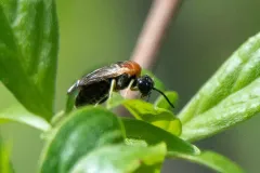 Phrontosoma belfragei thumbnail 2