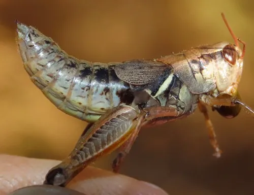 Willamette Short-wing Grasshopper