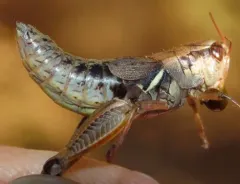 Willamette Short-wing Grasshopper thumbnail 1