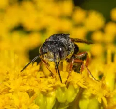 Eight-toothed Cuckoo Leaf-cutter Bee thumbnail 4