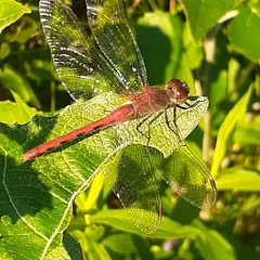 Ruby Meadowhawk thumbnail 3