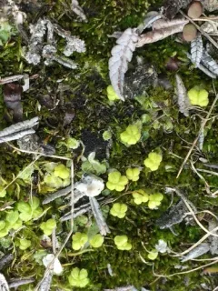 Snow Lungwort thumbnail 3