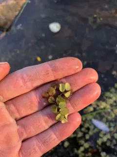 water spangles thumbnail 2