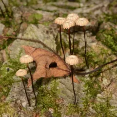 collared parachute thumbnail 2