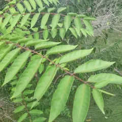 tree-of-heaven thumbnail 4