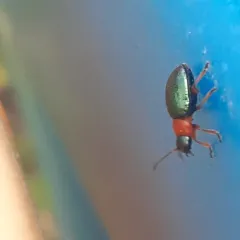 Knotweed Leaf Beetle thumbnail 2