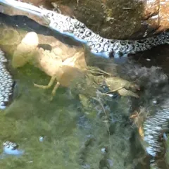Virile Crayfish thumbnail 2