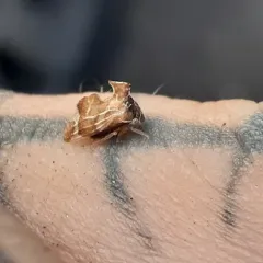 Keeled Treehopper thumbnail 4