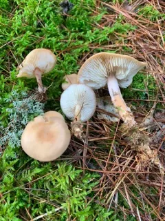 Gymnopus striatipes thumbnail 3