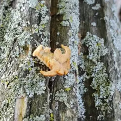 Hag Moth thumbnail 4