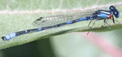 Arroyo Bluet thumbnail 2