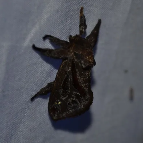 Saddleback Caterpillar Moth