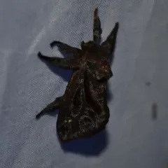 Saddleback Caterpillar Moth thumbnail 1