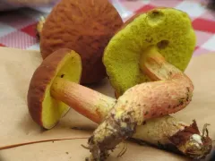 Ashtray Bolete thumbnail 1