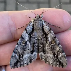 Yellow-Gray Underwing thumbnail 2