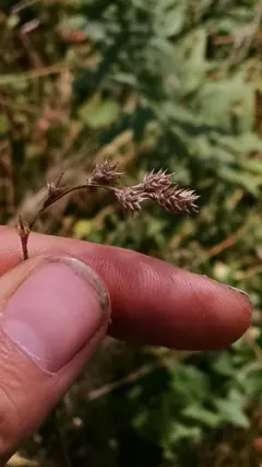 fescue sedge thumbnail 1