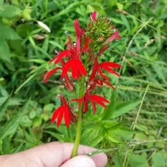 cardinal flower thumbnail 2