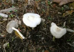 Tricholoma stiparophyllum thumbnail 2