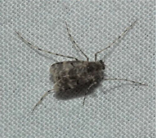 Ablabesmyia annulata