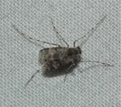 Ablabesmyia annulata thumbnail 1