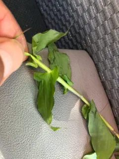 small carpetgrass thumbnail 3