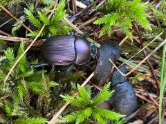 Semi-opaque Earth-boring Scarab Beetle thumbnail 2