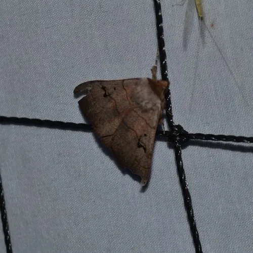 Brown Panopoda Moth