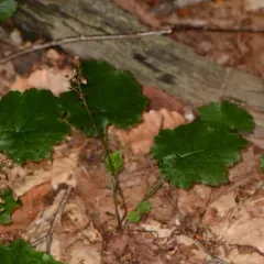 Creeping Foamflower thumbnail 3