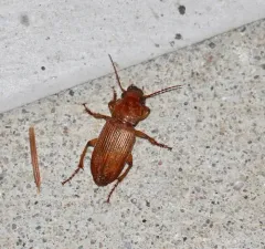 Medora Harp Ground Beetle thumbnail 2