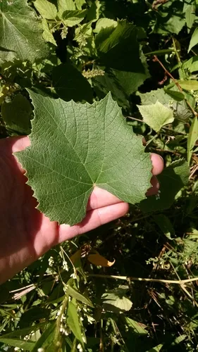 graybark grape