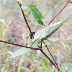 Two-spotted Spider Wasp thumbnail 4