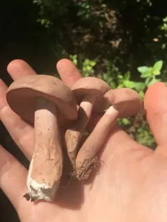 violet-gray bolete thumbnail 3