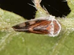 Oncopsis abietis thumbnail 2