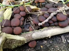 Maroon Brittlestem thumbnail 2