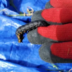 Intermediate Hooded Owlet thumbnail 3