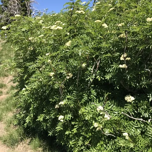 Greene's mountain ash