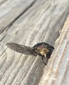 Hybomitra illota thumbnail 3