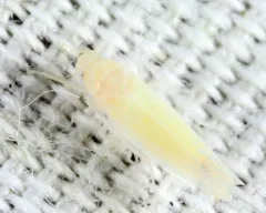 Typhlocyba modesta thumbnail 1