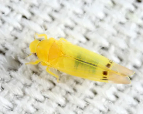 Ossiannilssonola mcateei