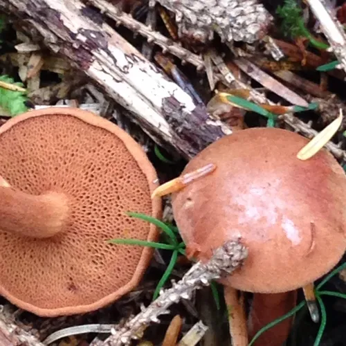 Peppery Bolete