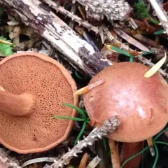 Peppery Bolete thumbnail 1