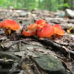 Scarlet Waxy Cap thumbnail 3